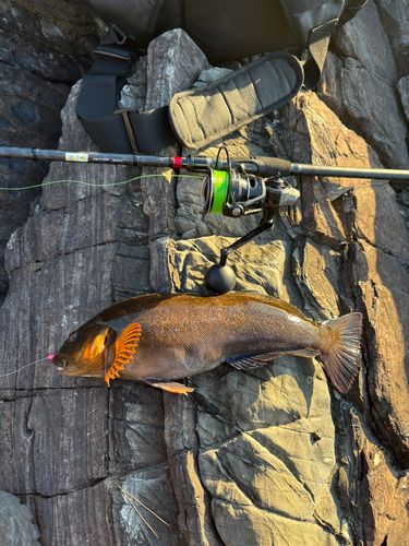 アイナメの釣果