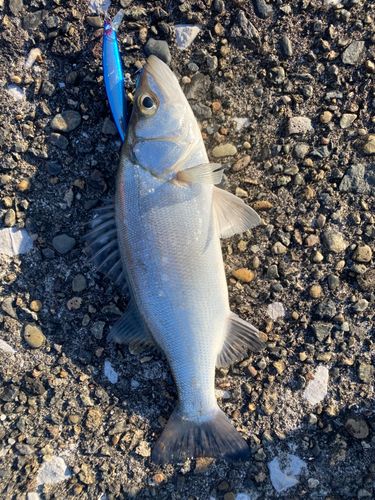 セイゴ（ヒラスズキ）の釣果