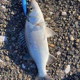 セイゴ（ヒラスズキ）