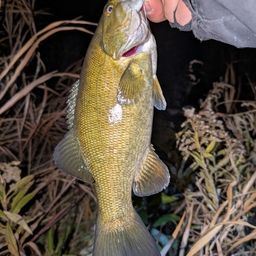 スモールマウスバス