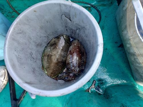 コウイカの釣果