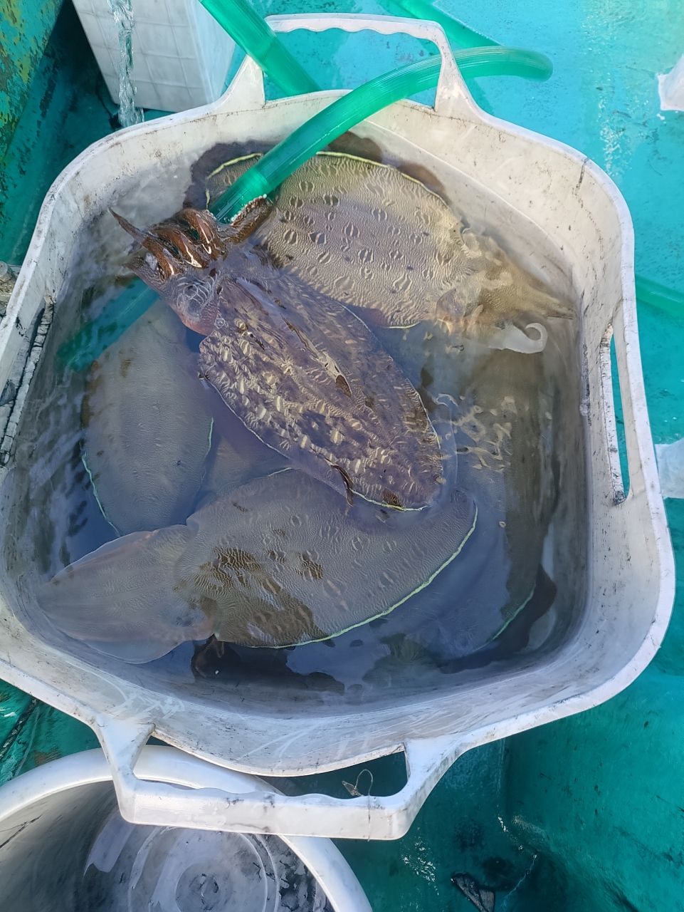 Devilrayさんの釣果 2枚目の画像