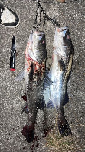 シーバスの釣果