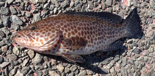 オオモンハタの釣果