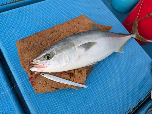 メジロの釣果