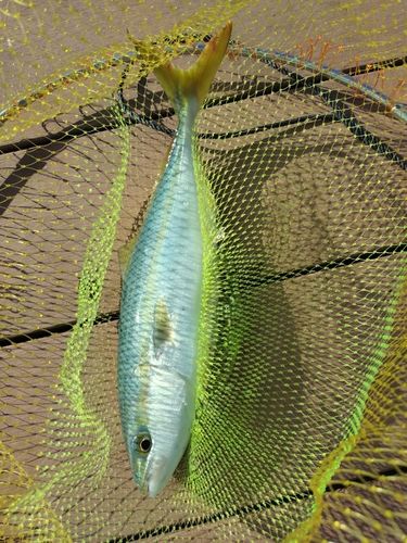 ツバイソの釣果