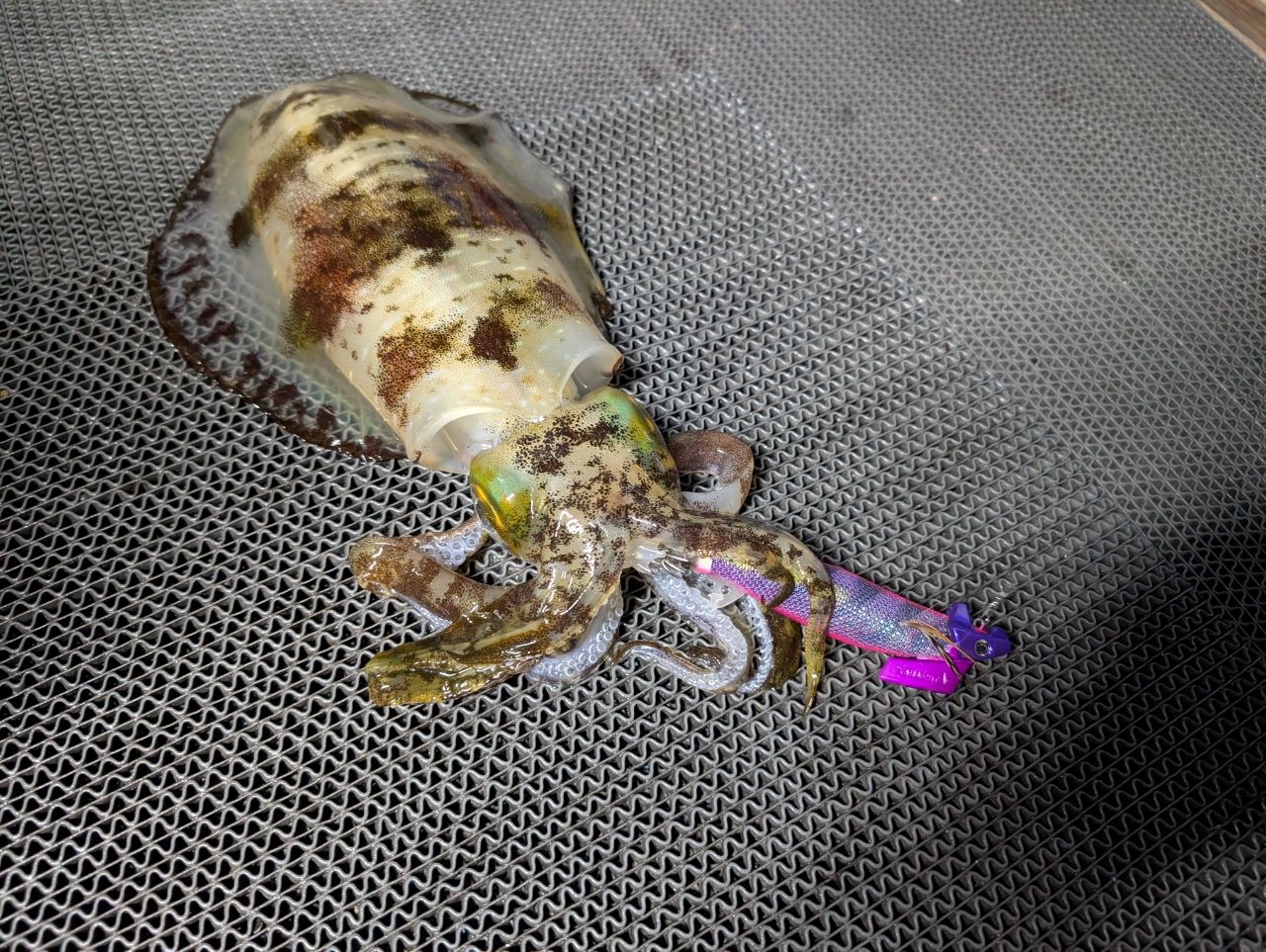 SHIMANO セフィア SS ティップエギング 2019年モデルの最安値