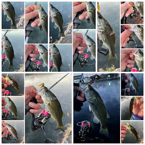 ブラックバスの釣果