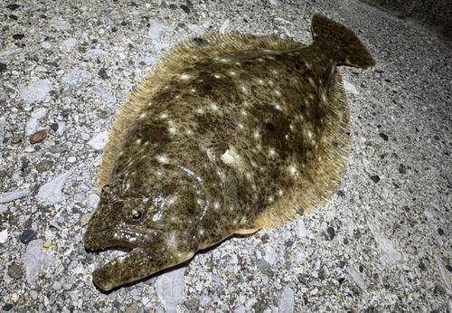 ヒラメの釣果