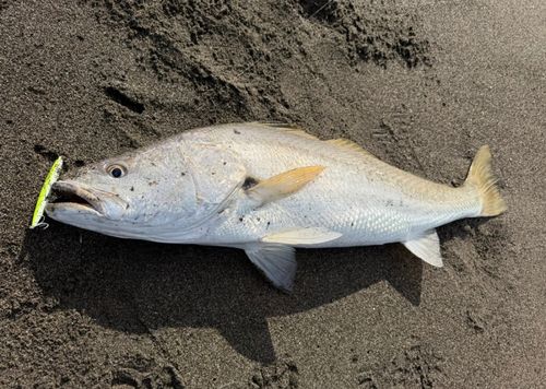 オオニベの釣果