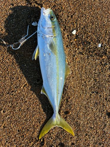 フクラギの釣果