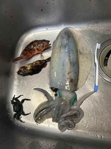 アオリイカの釣果