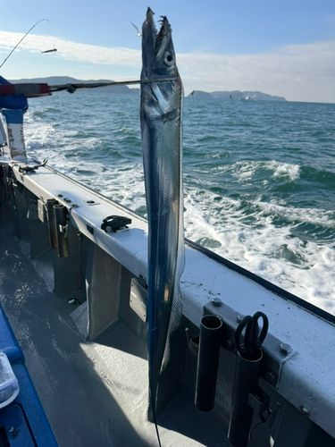 タチウオの釣果