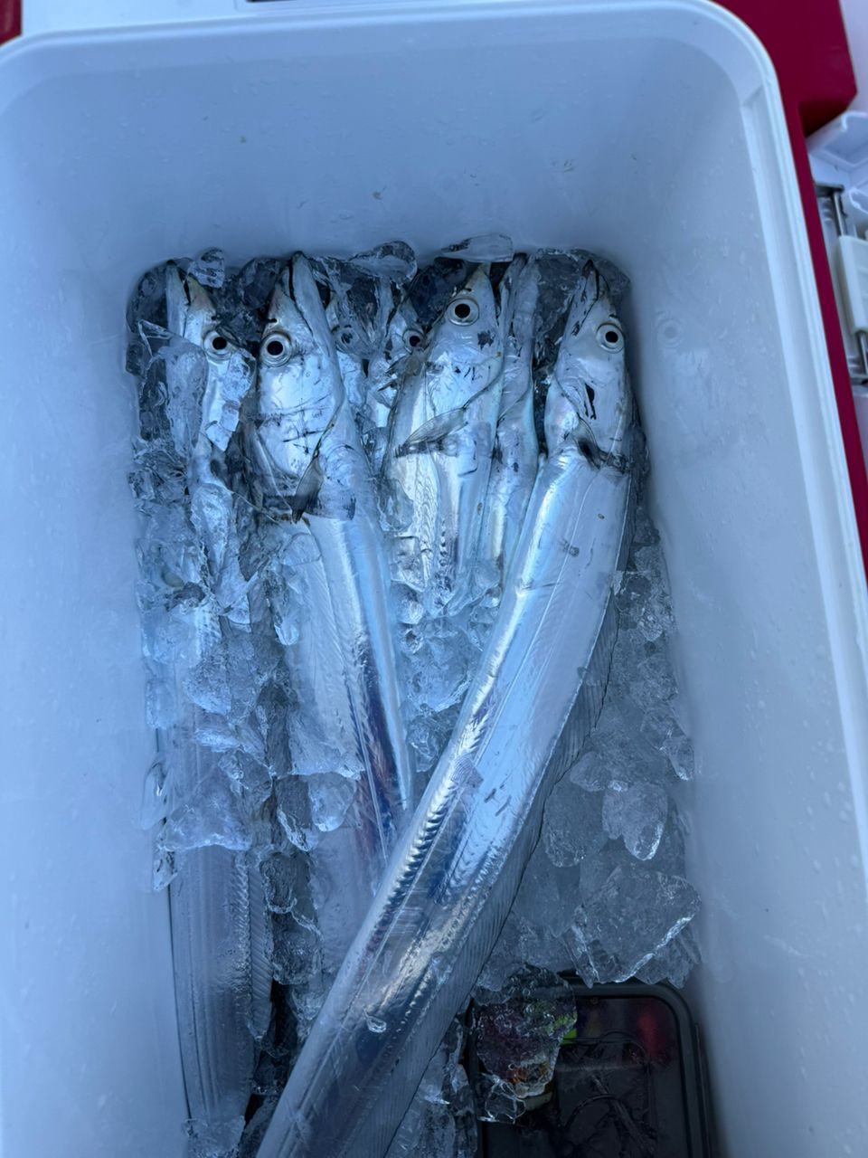 koolbox2006さんの釣果 2枚目の画像