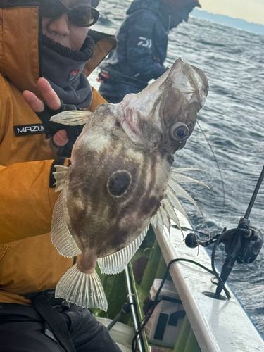 マトウダイの釣果