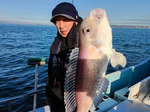 アマダイの釣果