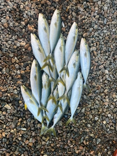 フクラギの釣果