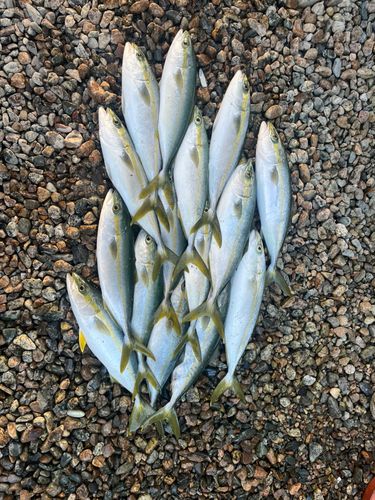 フクラギの釣果