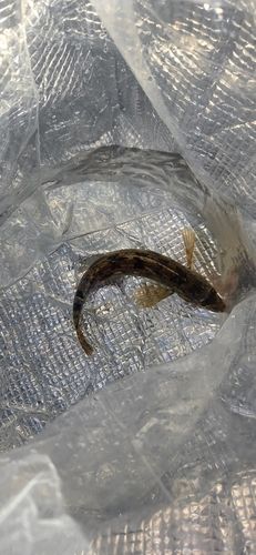 アイナメの釣果