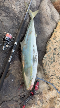 ヒラマサの釣果
