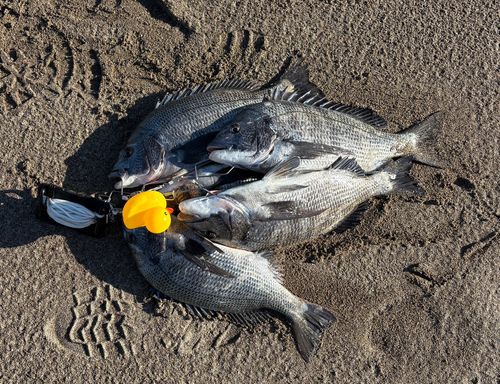 クロダイの釣果