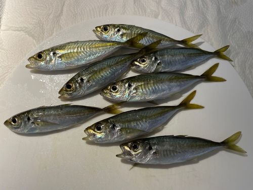 アジの釣果