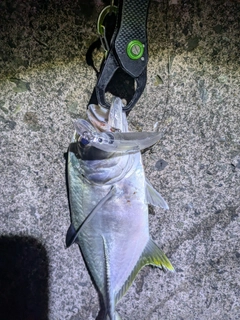 ギンガメアジの釣果