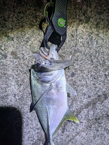 ギンガメアジの釣果