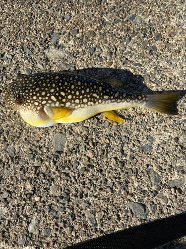 フグの釣果