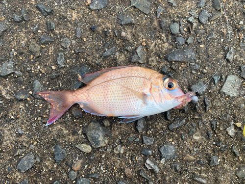 チャリコの釣果