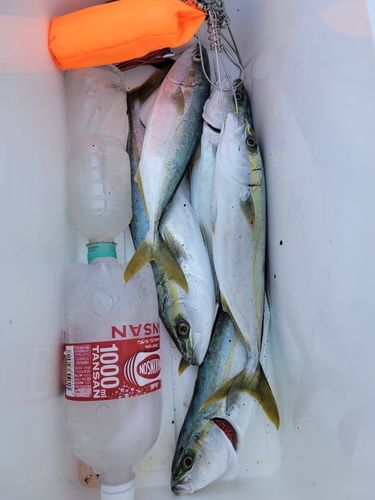 コゾクラの釣果