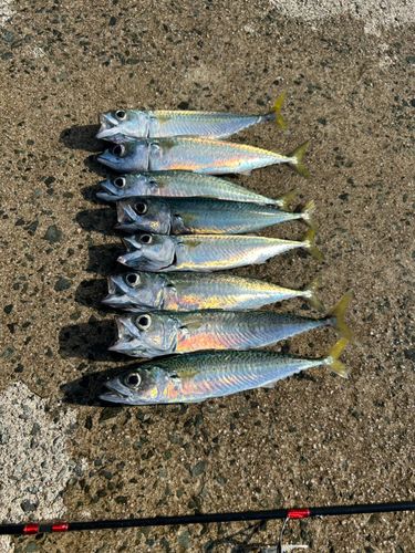 サバの釣果