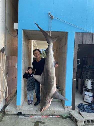 サメの釣果