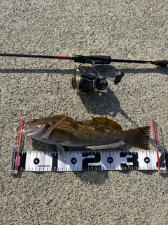 アイナメの釣果