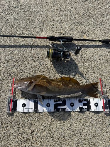 アイナメの釣果