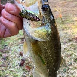 ラージマウスバス