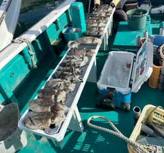 カミナリイカの釣果