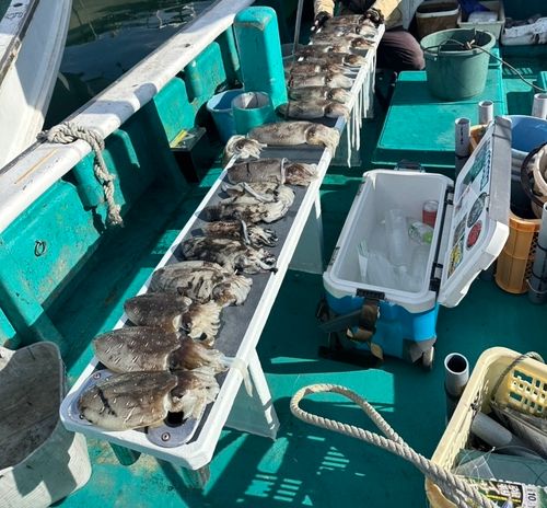 カミナリイカの釣果