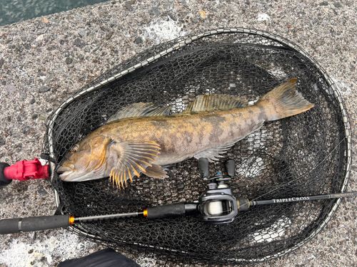 アブラコの釣果