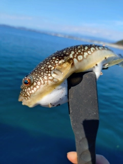 フグの釣果