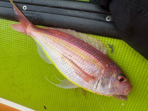 イトヨリダイの釣果