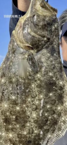 ヒラメの釣果