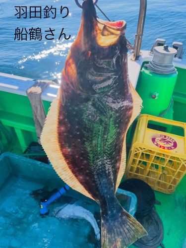ヒラメの釣果