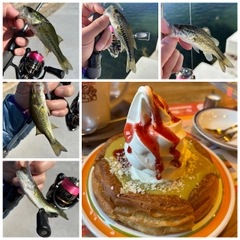 ブラックバスの釣果