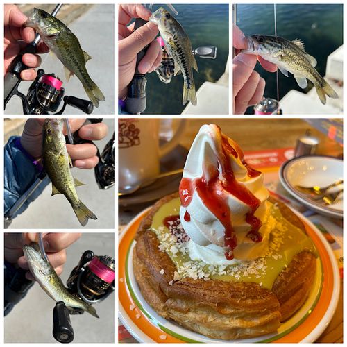 ブラックバスの釣果