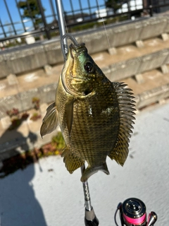 ティラピアの釣果