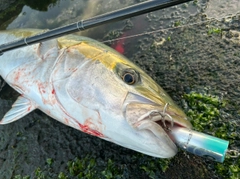 ヒラマサの釣果