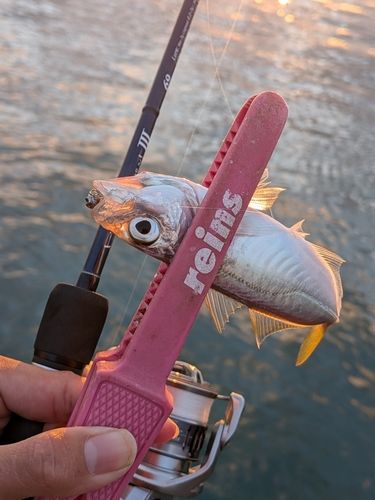 マアジの釣果