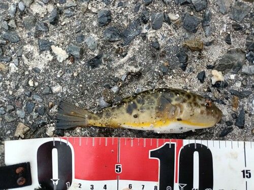 ヒガンフグの釣果