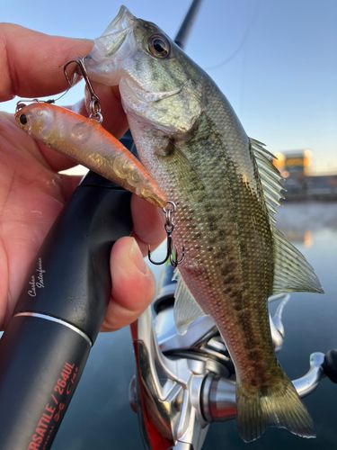ブラックバスの釣果